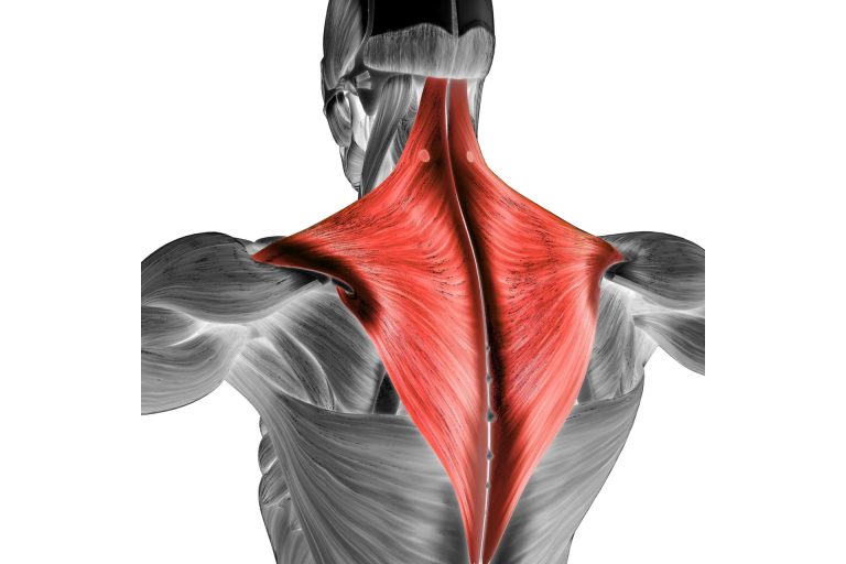 Human Muscular System Torso Muscles Trapezius Muscle Anatomy